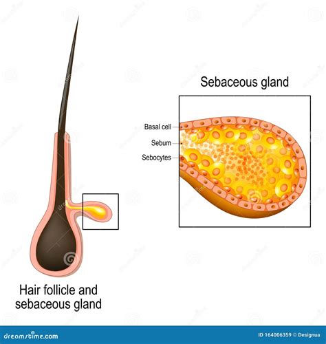 glandula sebacea